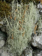 Usnea articulata