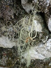Usnea articulata
