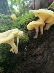 Gerronema strombodes