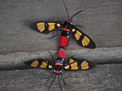 Euchromia elegantissima