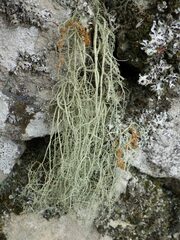 Usnea articulata