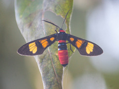 Euchromia elegantissima