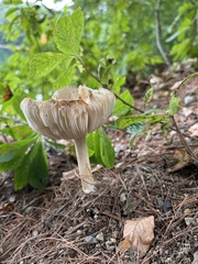 Russula amoenolens