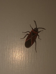 Neacoryphus bicrucis