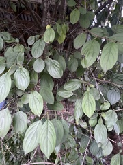 Rhamnus