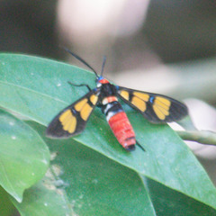 Euchromia elegantissima