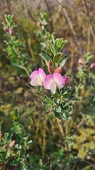 Podalyria myrtillifolia