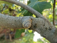 Caucasotachea vindobonensis