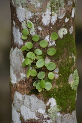 Lemmaphyllum microphyllum