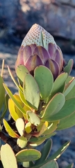 Protea glabra