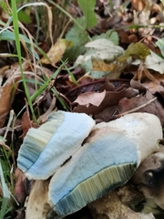 Caloboletus radicans