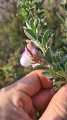 Podalyria myrtillifolia