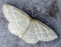 Scopula inductata