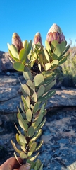 Protea glabra