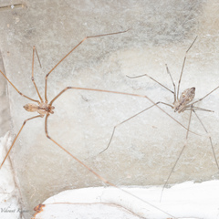 Crossopriza lyoni