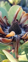 Protea glabra