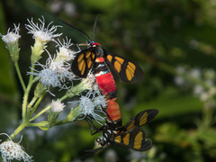 Euchromia elegantissima