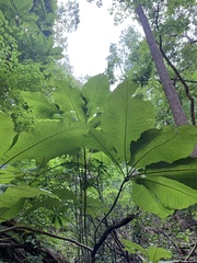Magnolia macrophylla