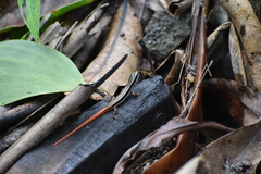 Sphenomorphus dussumieri