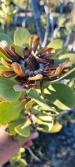 Protea glabra