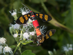 Euchromia elegantissima