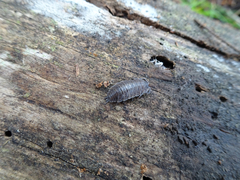 Porcellio