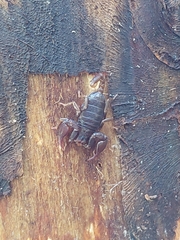 Euscorpius