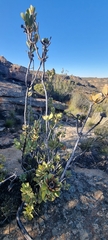 Protea glabra
