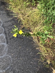Oenothera biennis