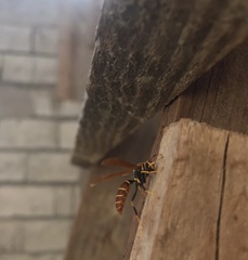 Polistes crinitus