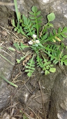 Arabidopsis arenosa