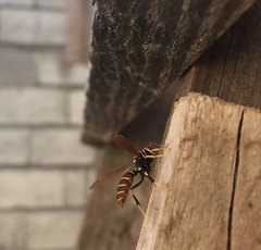 Polistes crinitus