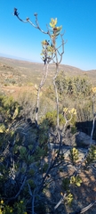 Protea glabra