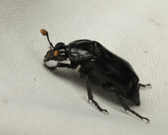 Nicrophorus nigrita