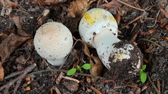 Agaricus xanthodermus