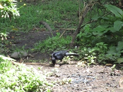 Quiscalus lugubris