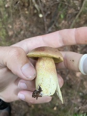 Aureoboletus mirabilis