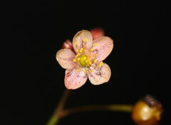 Talinum paniculatum