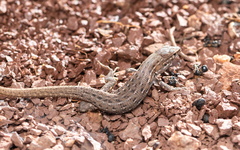 Psammodromus edwarsianus