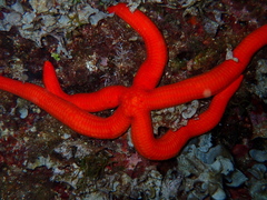 Ophidiaster ophidianus