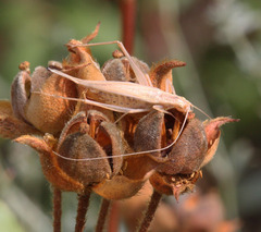 Oecanthus pellucens