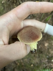 Aureoboletus mirabilis