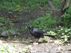 Quiscalus lugubris