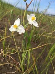 Sagittaria rigida