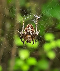 Araneus
