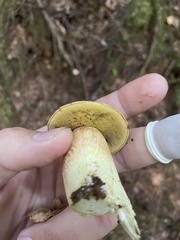 Aureoboletus mirabilis