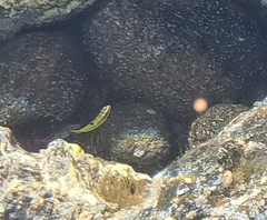 Thalassoma pavo