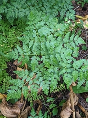 Ligusticum porteri