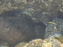 Thalassoma pavo