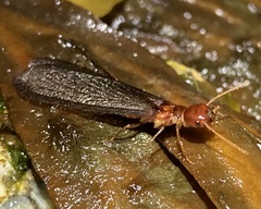 Zootermopsis